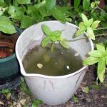 Alerta Sanitaria: Cómo Prevenir y Actuar ante el Dengue en Temporada de Lluvias