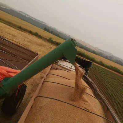 Exportaciones de Trigo Paraguayo: Mayor Precio Internacional Compensa Caída en Volumen y Genera USD 10,3 Millones en Ingresos